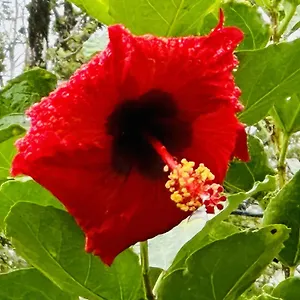  Guest house Kope Hale Near Hilo & Volcano National Park United States
